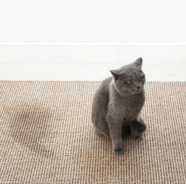 Bad Kitty Cat