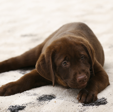 Guilty Puppy